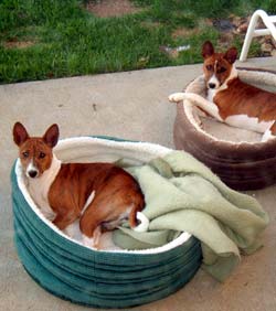 Mandy and Desi in their dog beds.