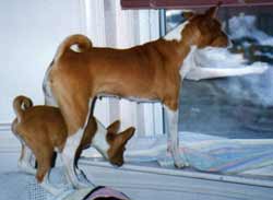 Shasta teaches new pup to look out window.